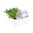 Petunia F1 Frenzy Grand Rapids 12 Pack Boxed BeddingAlternative Image3