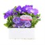 Petunia F1 Frenzy Light Blue 12 Pack Boxed BeddingAlternative Image1