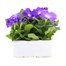 Petunia F1 Frenzy Light Blue 12 Pack Boxed BeddingAlternative Image2