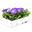 Petunia F1 Frenzy Light Blue 12 Pack Boxed BeddingAlternative Image3
