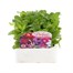 Petunia F1 Multiflora Mixed 12 Pack Boxed BeddingAlternative Image1