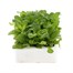 Petunia F1 Multiflora Mixed 12 Pack Boxed BeddingAlternative Image2