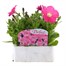 Petunia F1 Frenzy Pink 12 Pack Boxed BeddingAlternative Image1