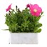 Petunia F1 Frenzy Pink 12 Pack Boxed BeddingAlternative Image2