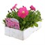 Petunia F1 Frenzy Pink 12 Pack Boxed BeddingAlternative Image3