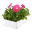 Petunia F1 Frenzy Pink 12 Pack Boxed BeddingAlternative Image4