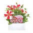 Petunia Grandiflora Red Star 6 Pack Boxed BeddingAlternative Image1