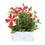 Petunia Grandiflora Red Star 6 Pack Boxed BeddingAlternative Image2