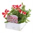 Petunia Grandiflora Red Star 6 Pack Boxed BeddingAlternative Image3