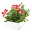 Petunia Grandiflora Red Star 6 Pack Boxed BeddingAlternative Image4