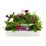 Petunia F1 Hybrids Mixed 20 Pack Boxed BeddingAlternative Image1