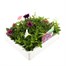 Petunia F1 Hybrids Mixed 20 Pack Boxed BeddingAlternative Image2