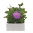 Petunia Multiflora Focus Mixed 6 Pack Boxed BeddingAlternative Image1