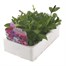 Petunia Multiflora Focus Mixed 6 Pack Boxed BeddingAlternative Image2