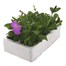 Petunia Multiflora Focus Mixed 6 Pack Boxed BeddingAlternative Image3
