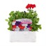 Petunia Grandiflora Patriotic Mixed 6 Pack Boxed BeddingAlternative Image1