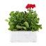 Petunia Grandiflora Patriotic Mixed 6 Pack Boxed BeddingAlternative Image2