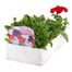 Petunia Grandiflora Patriotic Mixed 6 Pack Boxed BeddingAlternative Image3