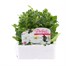 Petunia Picobella White 6 Pack Boxed BeddingAlternative Image1