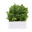 Petunia Picobella White 6 Pack Boxed BeddingAlternative Image2