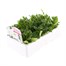 Petunia Picobella White 6 Pack Boxed BeddingAlternative Image3