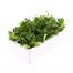 Petunia Picobella White 6 Pack Boxed BeddingAlternative Image4