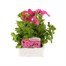 Petunia Grandiflora F1 Pink 6 Pack Boxed BeddingAlternative Image1