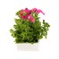 Petunia Grandiflora F1 Pink 6 Pack Boxed BeddingAlternative Image2