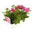 Petunia Grandiflora F1 Pink 6 Pack Boxed BeddingAlternative Image3