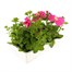 Petunia Grandiflora F1 Pink 6 Pack Boxed BeddingAlternative Image4