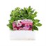 Petunia Pirouette Double 6 Pack Boxed BeddingAlternative Image1