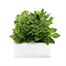 Petunia Pirouette Double 6 Pack Boxed BeddingAlternative Image2