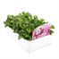 Petunia Pirouette Double 6 Pack Boxed BeddingAlternative Image2