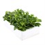Petunia Pirouette Double 6 Pack Boxed BeddingAlternative Image4
