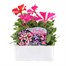 Petunia Grandiflora Razzle Dazzle 6 Pack Boxed BeddingAlternative Image1