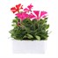 Petunia Grandiflora Razzle Dazzle 6 Pack Boxed BeddingAlternative Image2