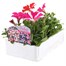 Petunia Grandiflora Razzle Dazzle 6 Pack Boxed BeddingAlternative Image3