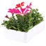 Petunia Grandiflora Razzle Dazzle 6 Pack Boxed BeddingAlternative Image4