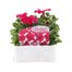 Petunia Grandiflora Rose Ice 6 Pack Boxed BeddingAlternative Image1