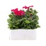 Petunia Grandiflora Rose Ice 6 Pack Boxed BeddingAlternative Image2