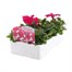 Petunia Grandiflora Rose Ice 6 Pack Boxed BeddingAlternative Image3