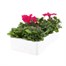 Petunia Grandiflora Rose Ice 6 Pack Boxed BeddingAlternative Image4