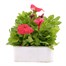 Petunia Grandiflora Salmon 6 Pack Boxed BeddingAlternative Image2