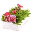 Petunia Grandiflora Salmon 6 Pack Boxed BeddingAlternative Image3