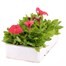 Petunia Grandiflora Salmon 6 Pack Boxed BeddingAlternative Image4