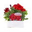 Petunia Grandiflora F1 Scarlet 6 Pack Boxed BeddingAlternative Image1