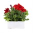 Petunia Grandiflora F1 Scarlet 6 Pack Boxed BeddingAlternative Image2