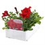 Petunia Grandiflora F1 Scarlet 6 Pack Boxed BeddingAlternative Image3