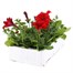 Petunia Grandiflora F1 Scarlet 6 Pack Boxed BeddingAlternative Image4