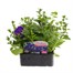 Petunia (Trailing) Wave Blue 6 Pack Boxed BeddingAlternative Image1